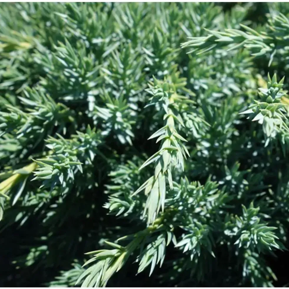 Genévrier Juniperus Squamata Blue Carpet. Le pot de 2 litres