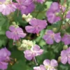 Geranium Cantabrigiense rouge - Le pot de 9 x 9 cm