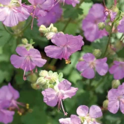Geranium Cantabrigiense rouge - Le pot de 9 x 9 cm