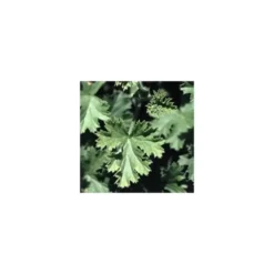Geranium Odorant - Le pot de 5 litres