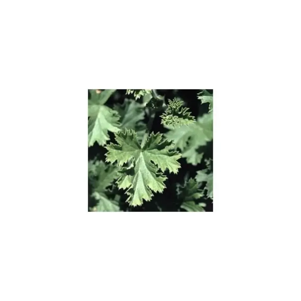 Geranium Odorant - Le pot de 5 litres