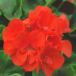 Geranium Zonal Label rouge - Le pot de 3 litres