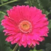 Gerbéra nain - Le pot de 10.5 cm