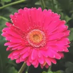 Gerbéra nain - Le pot de 10.5 cm