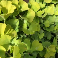 Ginkgo Biloba Mariken jaune tige. Le pot de 10 litres
