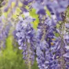 Glycine SINENSIS BLEU. Le pot de 3 litres