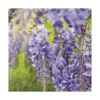 Glycine SINENSIS BLEU. Le pot de 6 litres