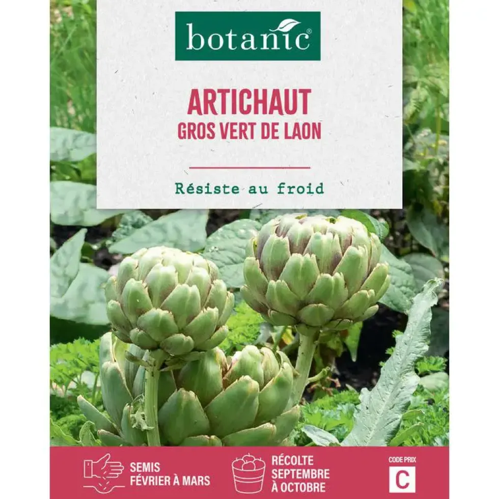 Graines de artichaut gros vert de Laon botanic® - graines à semer
