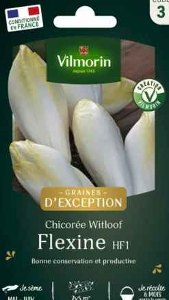 Graines de chicorée flexine coloris blanc Vilmorin jardin - graines à semer