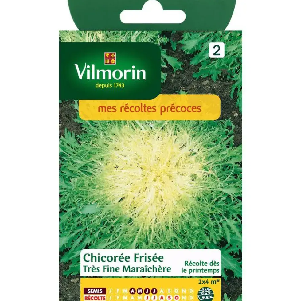 Graines de chicorée frisée très fine maraîchère Vilmorin - graines à semer