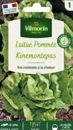 Graines de laitue pommée kinemontepas coloris vert Vilmorin jardin - graines à semer