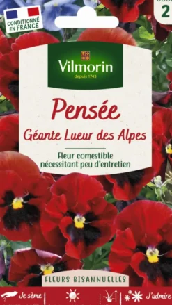 Graines de Pensée géante Lueur des Alpes Vilmorin - graines à semer