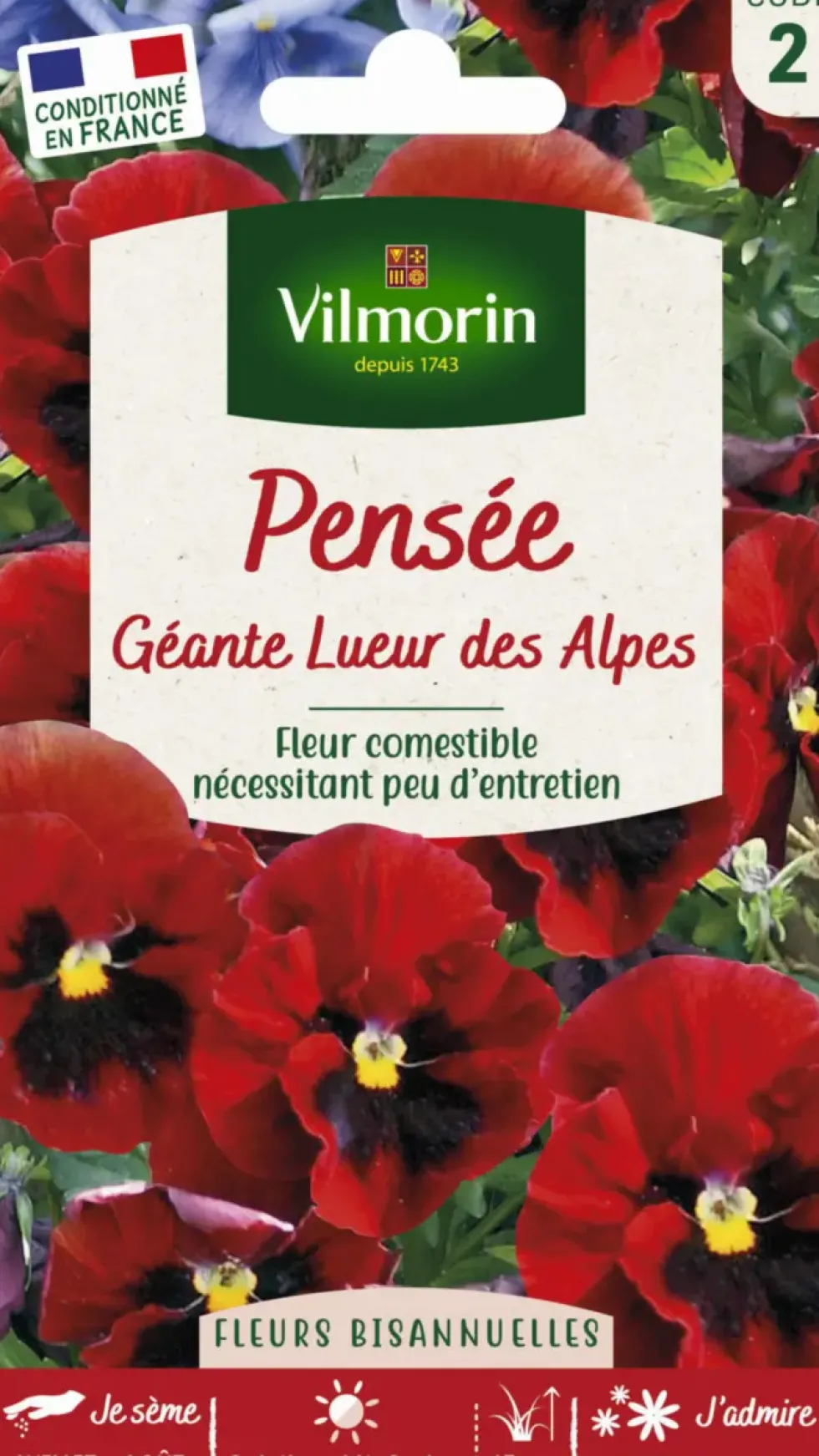 Graines de Pensée géante Lueur des Alpes Vilmorin - graines à semer