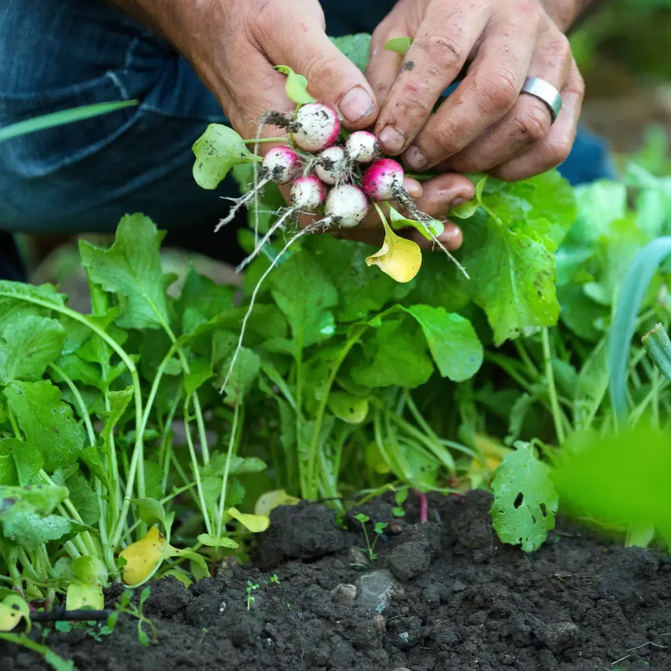Graines de radis de 18 jours bio botanic® - graines à semer