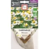 Graines présemées de Camomille matricaire bio Ernest Turc - 3 ronds de 10 cm