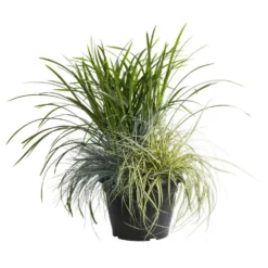 Graminées variées - Le pot de 7,5 litres