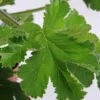 Géranium anti-moustique au feuillage vert - La jardinière de 40 cm