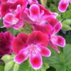 Géranium pensée à petites fleurs - Le pot de 10,5 cm