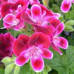 Géranium pensée à petites fleurs - Le pot de 10,5 cm
