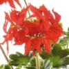Géranium zonale étoilé - La jardinière de 50 cm