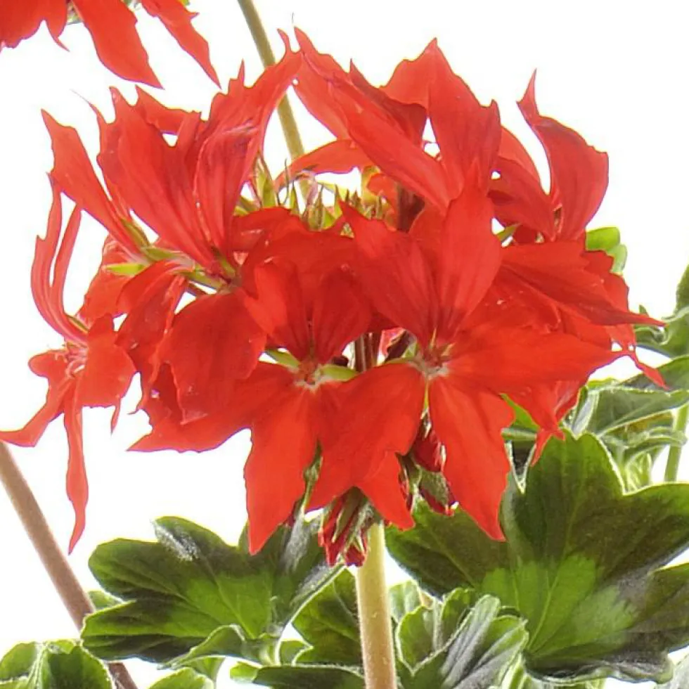 Géranium zonale étoilé - La jardinière de 50 cm