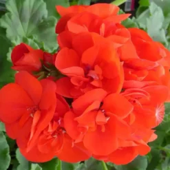 Géranium Zonal à fleurs multicolores - Le pack de 6 plants