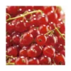 Groseillier A Grappe Agate Rouge ®. Le pot de 5 litres