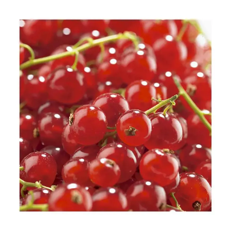Groseillier A Grappe Agate Rouge ®. Le pot de 5 litres