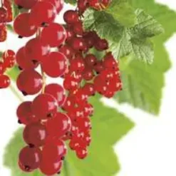 Groseillier A Grappe Jonkheer Van Tets Bio. Le pot de 2 litres