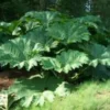 Gunnera Manicata - Le pot de 3 litres