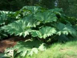 Gunnera Manicata - Le pot de 3 litres