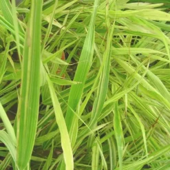 Hakonechloa Mince 'Aureola' - Le pot de 1 litre