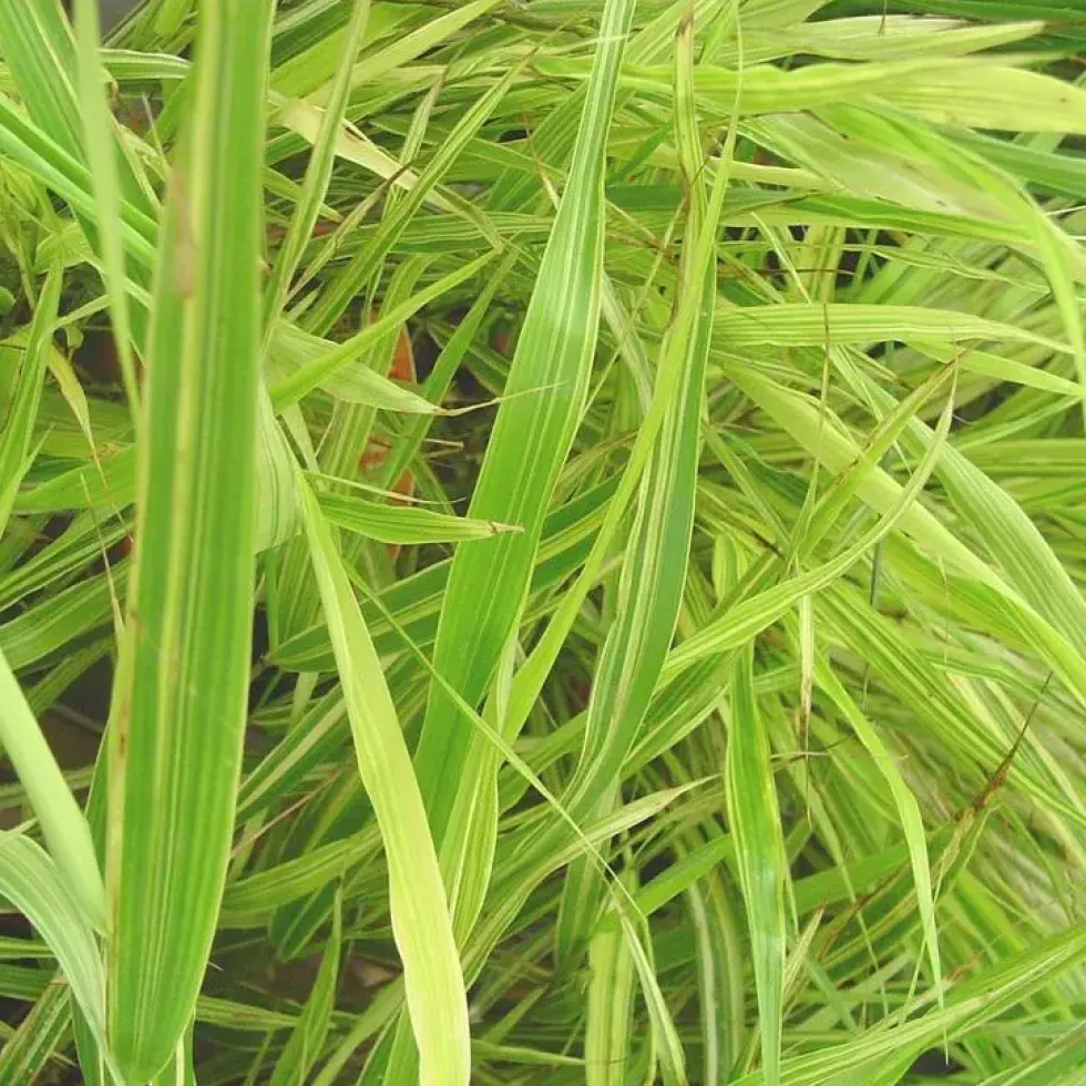 Hakonechloa Mince 'Aureola' - Le pot de 1 litre