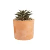 Haworthia mix en pot terre cuite H 15 x Ø 10 cm