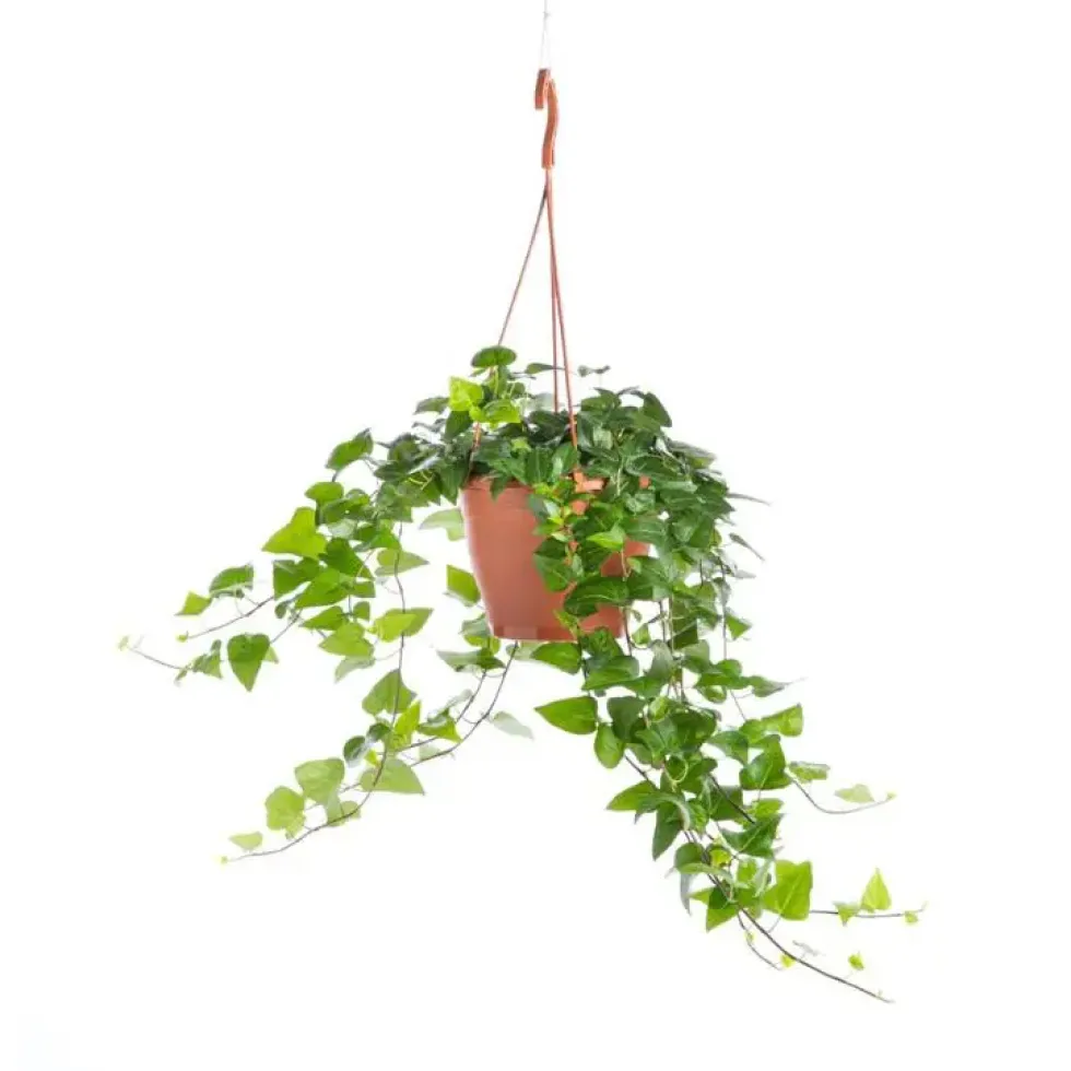 Hedera suspension Ø17xH50 cm
