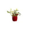 Hellebore Pot Ceramique rouge