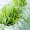 Herbe A Chat Bio. Le pot de diamètre 12 cm