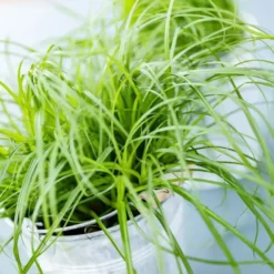 Herbe A Chat Bio. Le pot de diamètre 12 cm