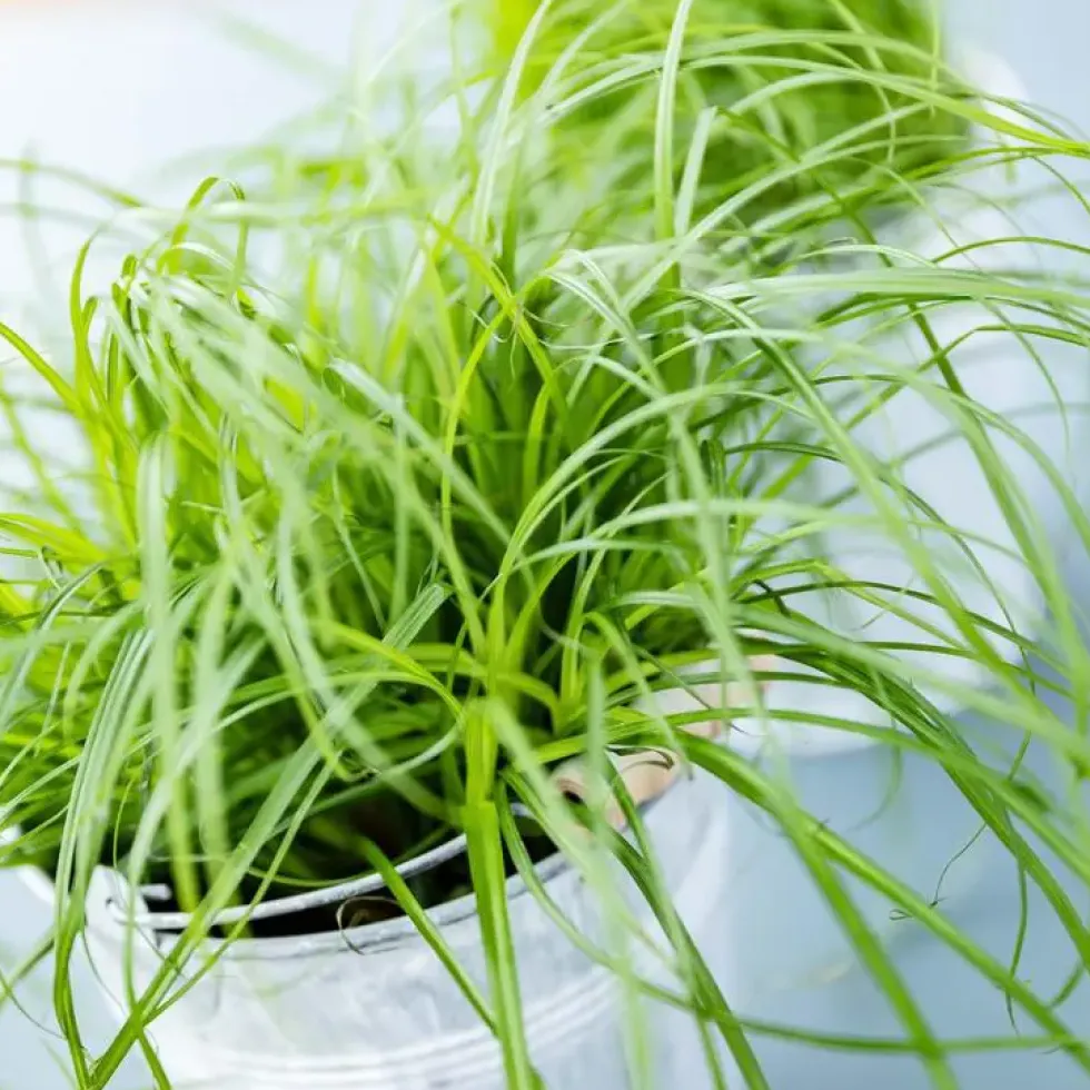 Herbe A Chat Bio. Le pot de diamètre 12 cm