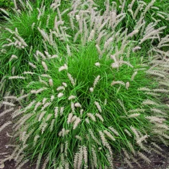Herbe-aux-Écouvillons d'Orient vert botanic®. Le pot de 4 litres