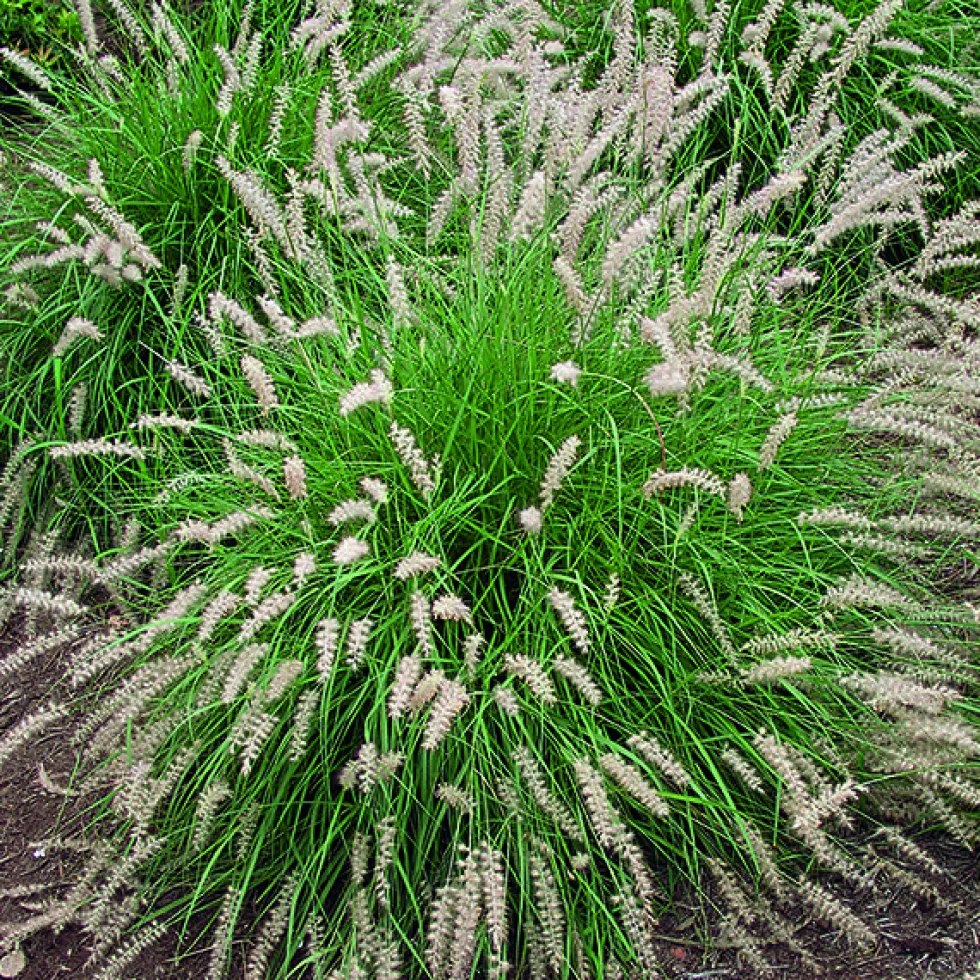 Herbe-aux-Écouvillons d'Orient vert botanic®. Le pot de 4 litres