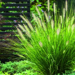 Herbe-aux-Écouvillons Hameln vert botanic®. Le pot de 2 litres