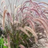 Herbe-aux-écouvillons rubrum rouge en pot de 2 L
