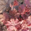 Heuchère ou Désespoir du peintre à fleurs multicolores - Le pot de 2 litres
