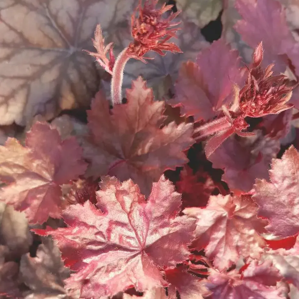 Heuchère ou Désespoir du peintre à fleurs multicolores - Le pot de 2 litres