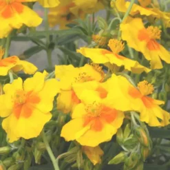 Hélianthème ben fhada jaune en pot de 2 L