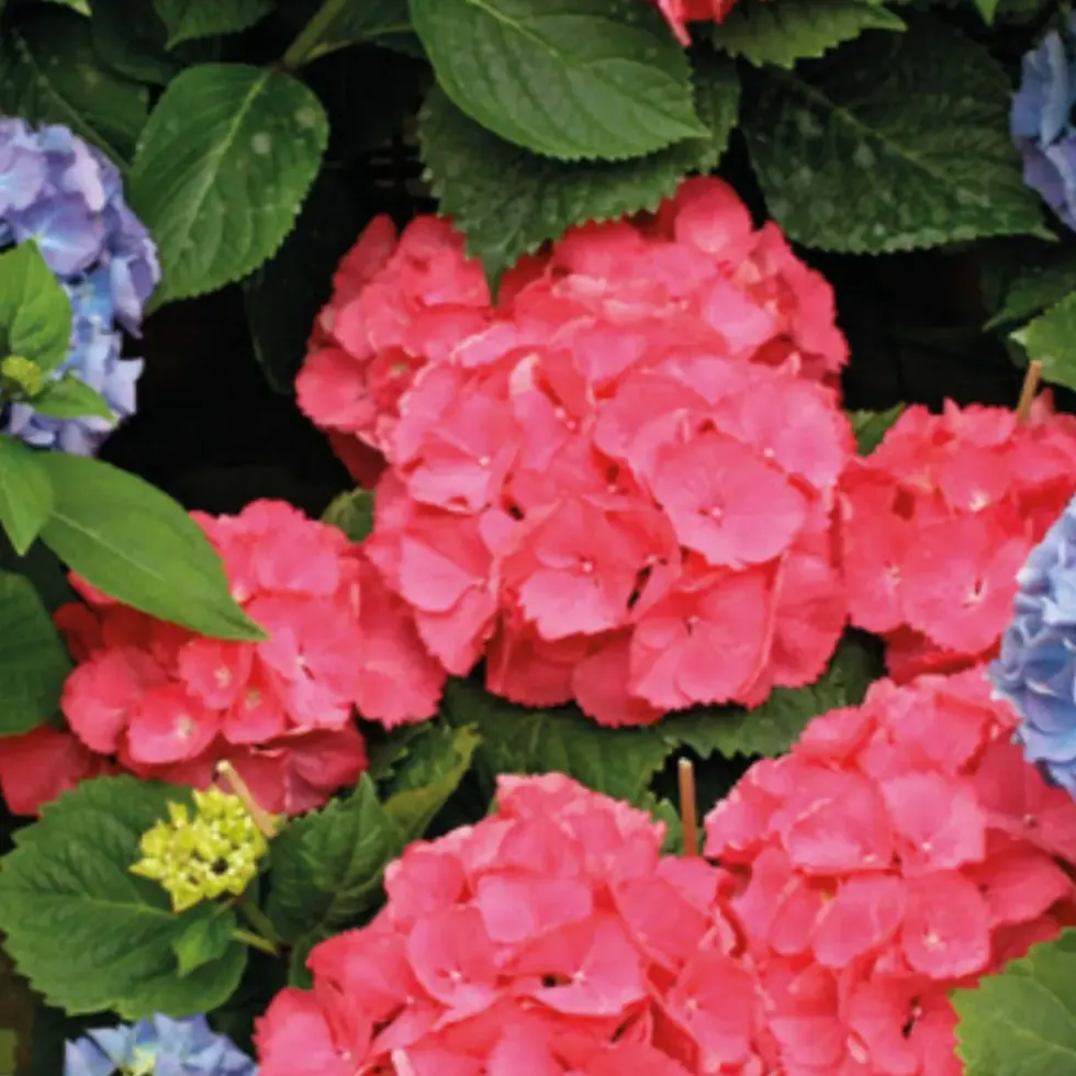 Hortensia avec son cache-pot coloris au choix H 35/40 x Ø 14 cm