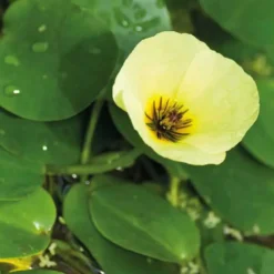 Houttuynia cordata caméléon pot de 3 litres