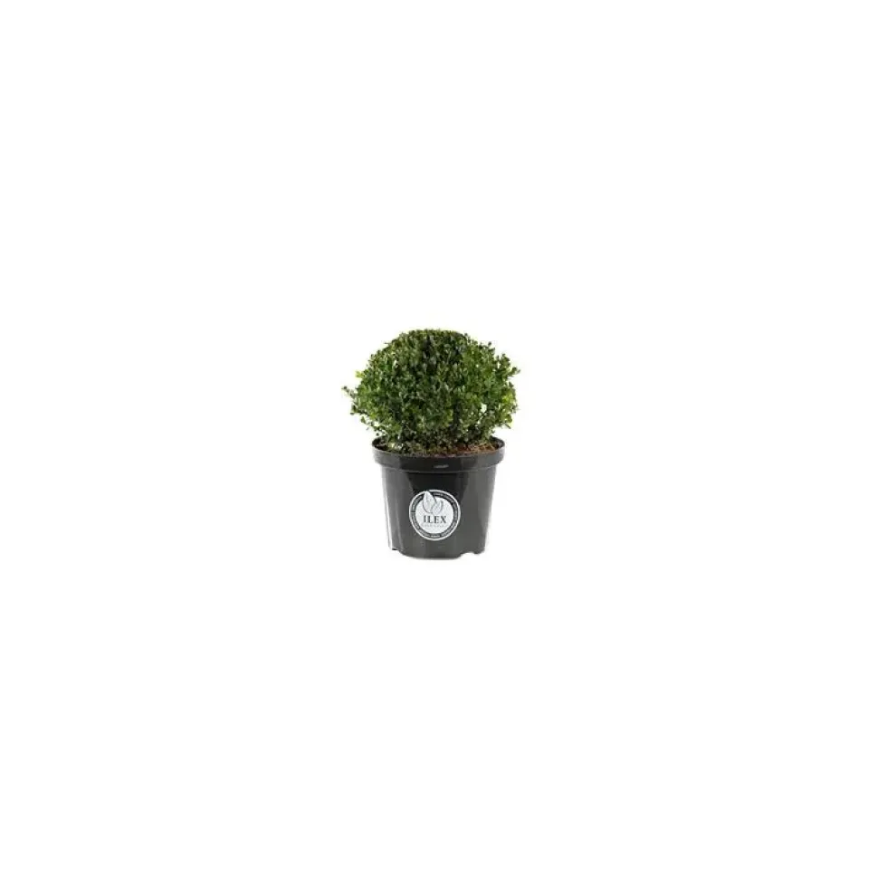 Houx en pot de 0,5 litres