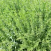 Hysope Officinale Bio. Le pot de 1 litre